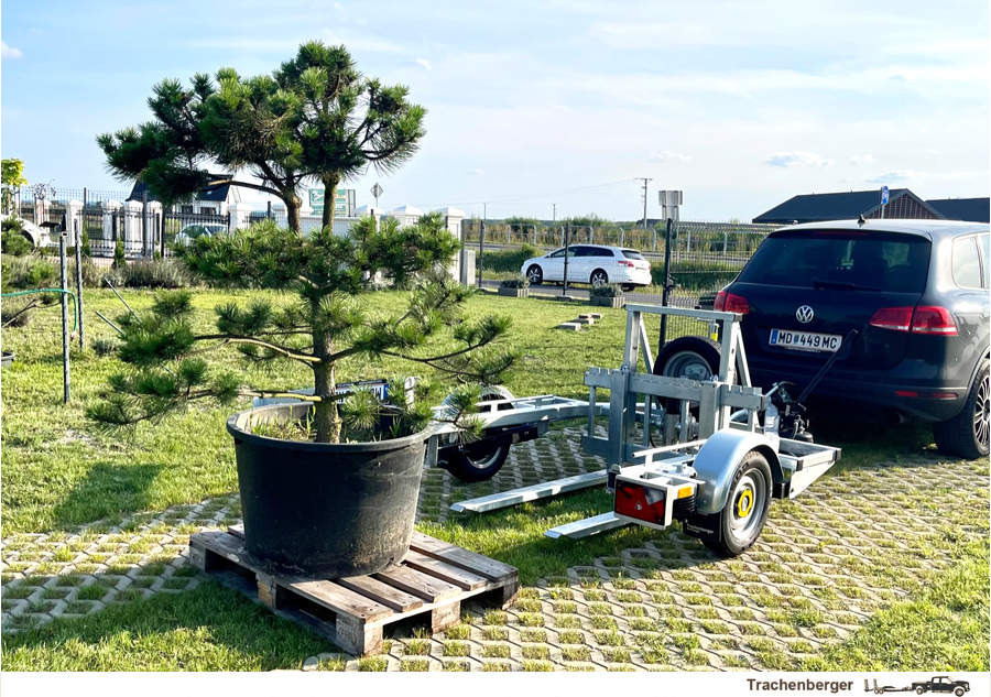 Baum-und Pflanzentransporter